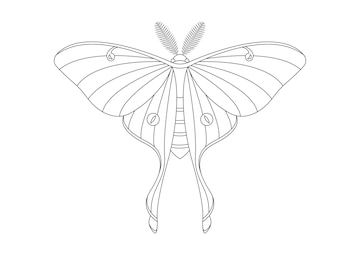 Premium vector black and white butterfly luna moth clipart vector coloring page of a butterfly luna moth