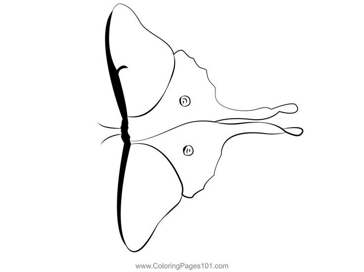Luna moth coloring page luna moth coloring pages color