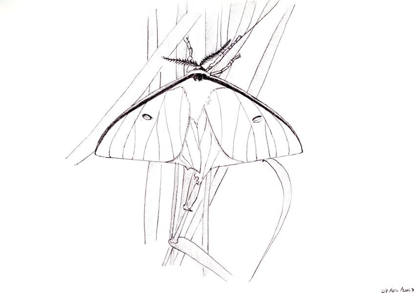 Luna moth â hgpennington art