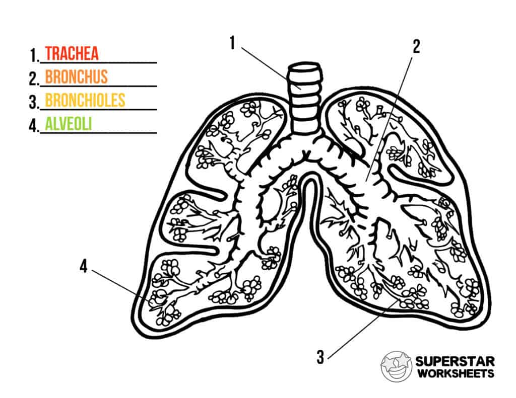 Human lungs worksheets