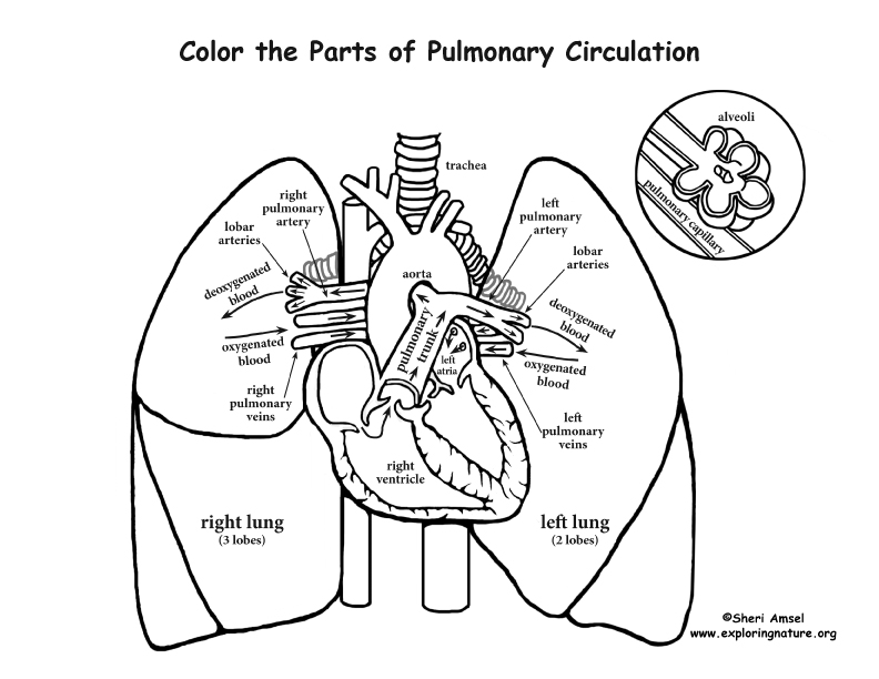 Pulmonary circulation coloring page