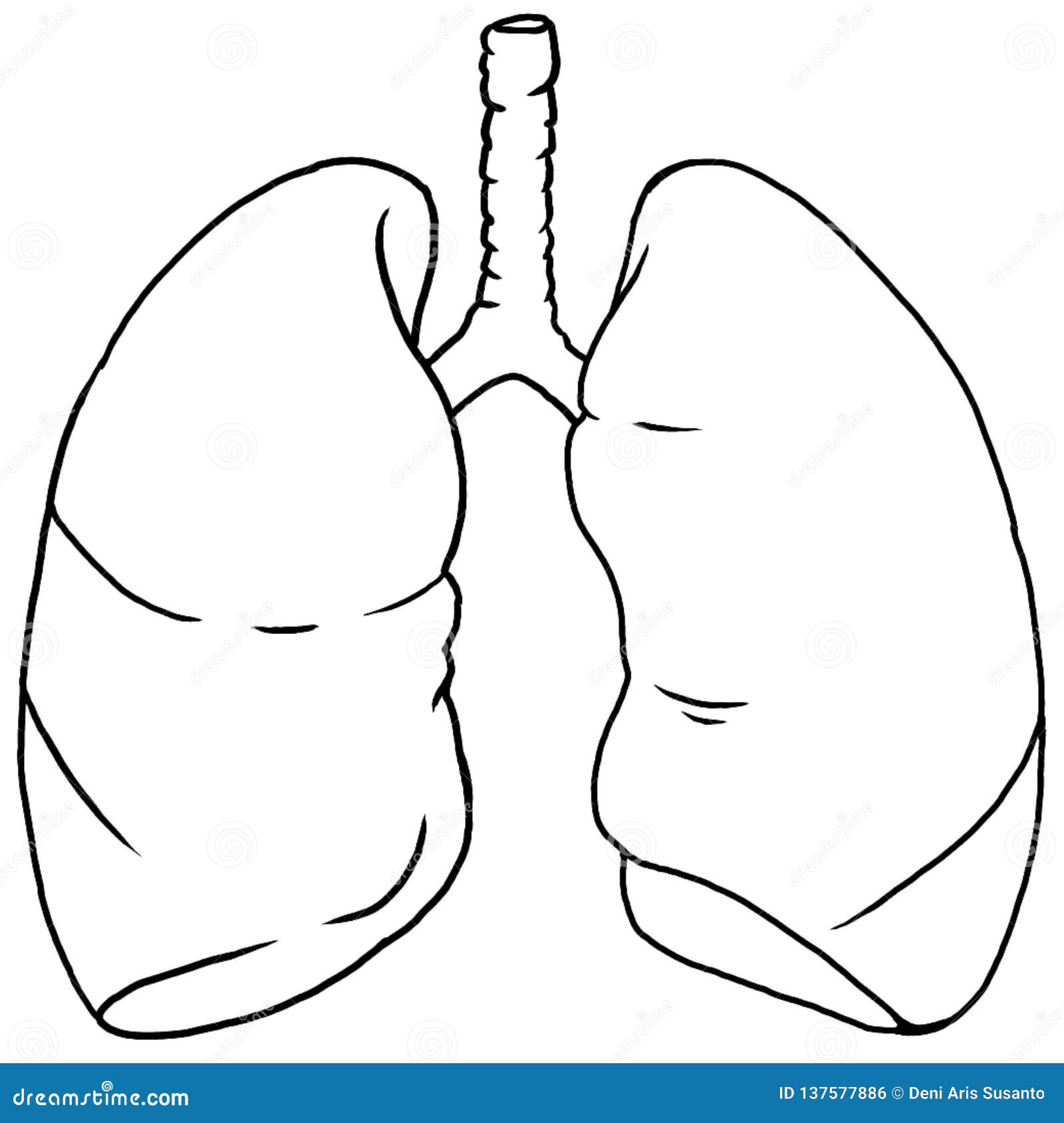 Human lung anatomy out line stock illustration