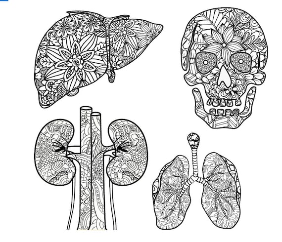 Zentangle liver skull kidney and lung coloring page