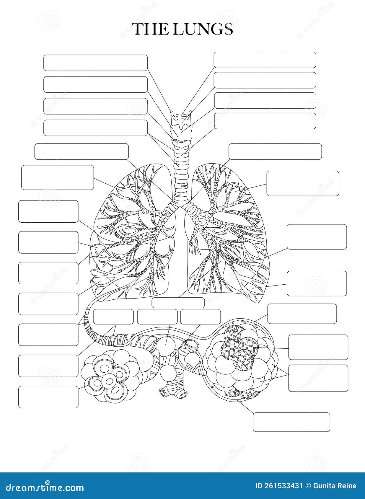 Lungs coloring page stock vector illustration of disease