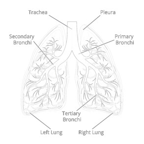 Printable structure of the lungs coloring page