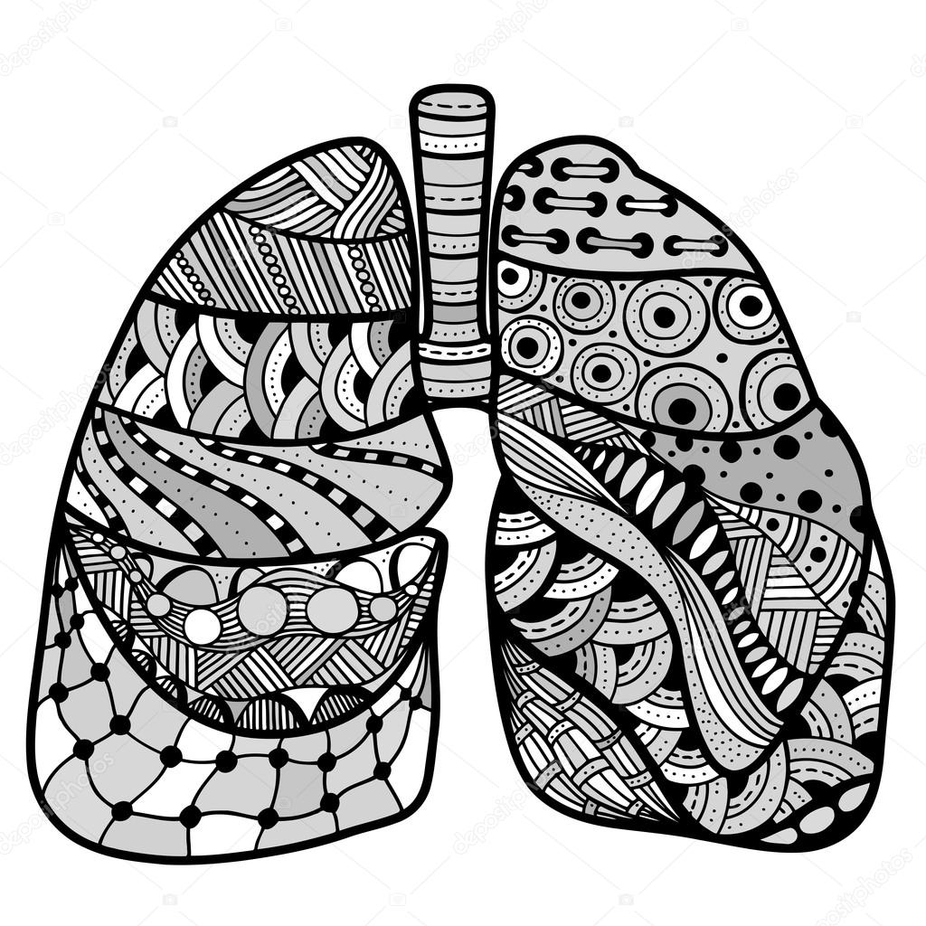 Hand drawn sketched lungs stock vector by fresovie