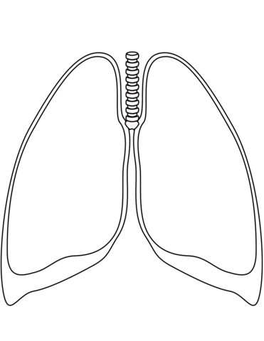 Lungs coloring page free printable coloring pages