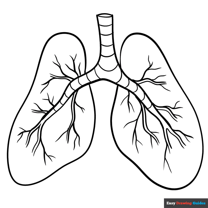 Lungs coloring page easy drawing guides