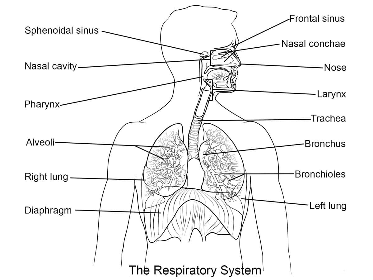Anatomy coloring pages printable for free download