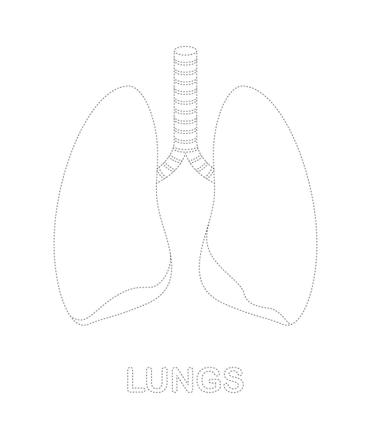 Premium vector lungs tracing worksheet for kids