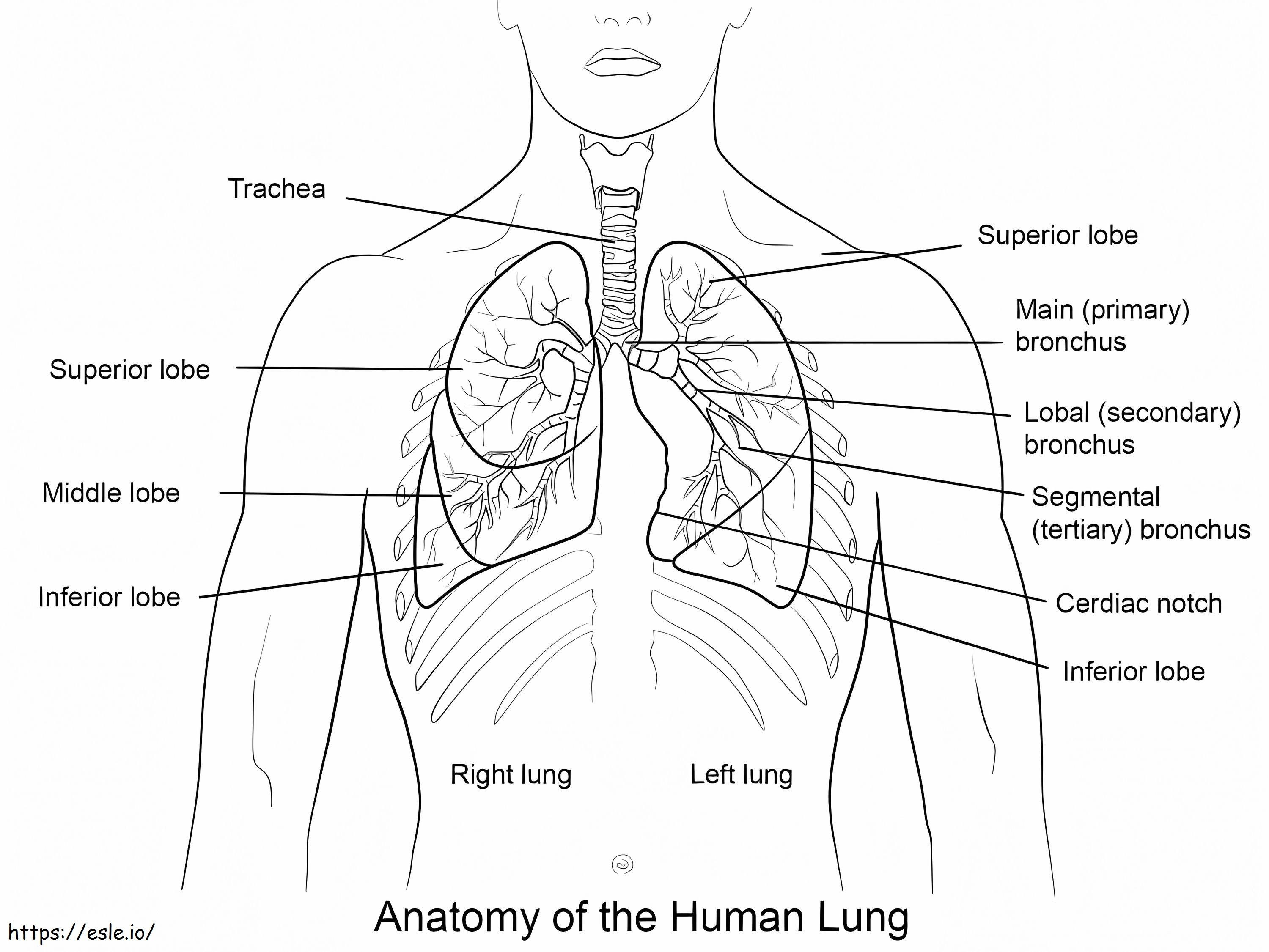 Human lungs coloring page