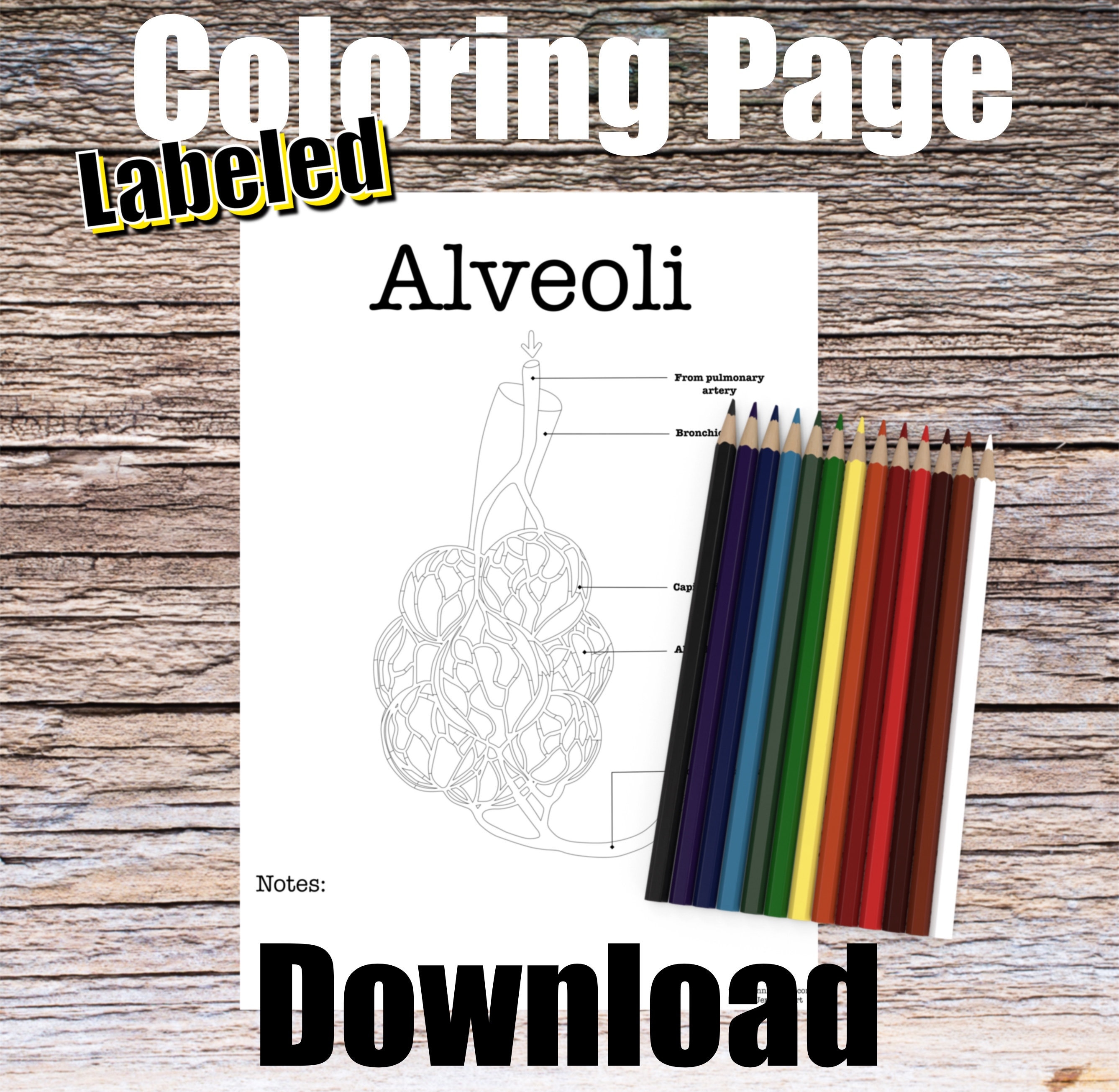 Alveoli anatomy coloring page