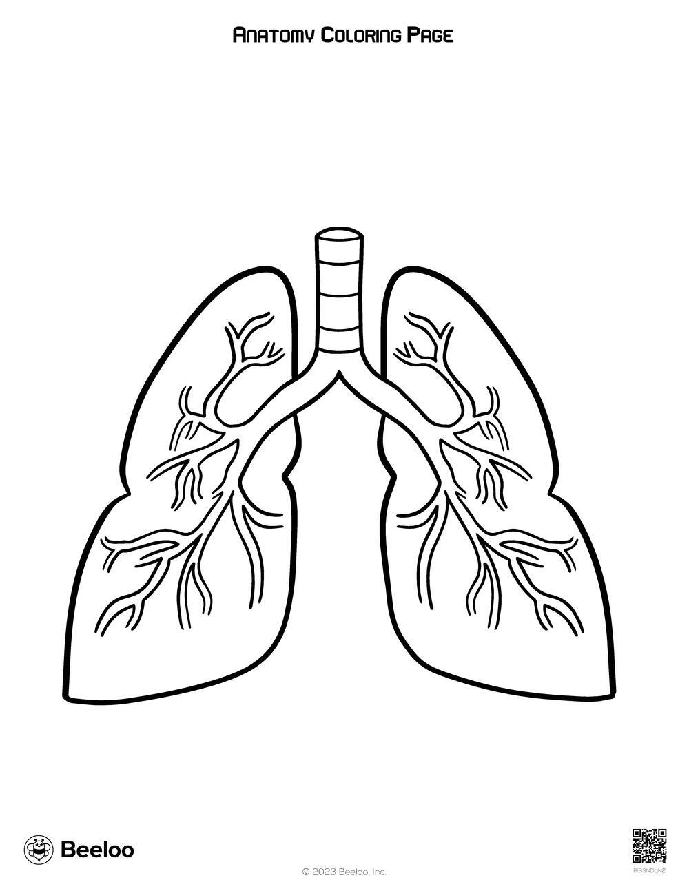 Human body