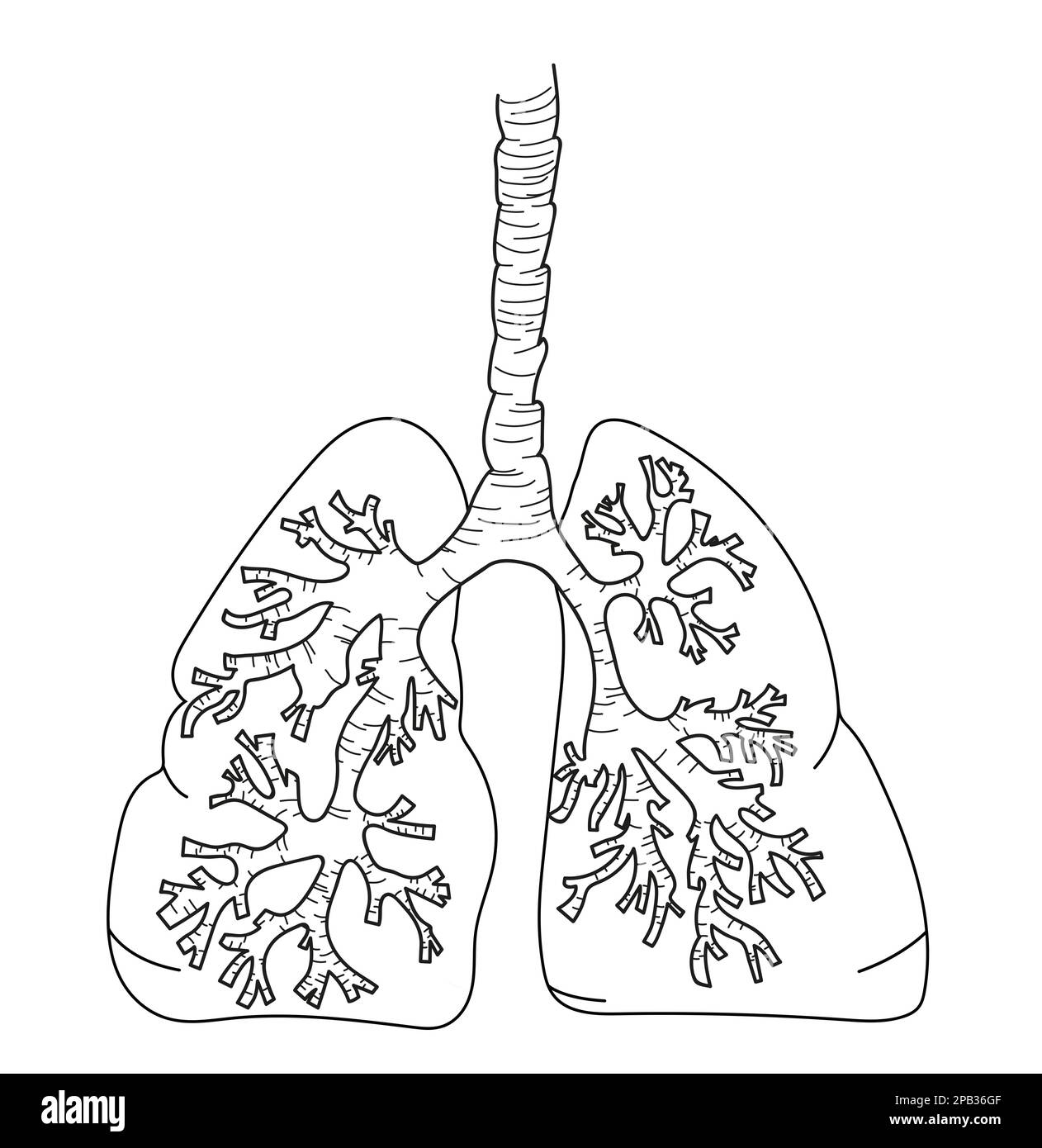 Human lung sketch hi