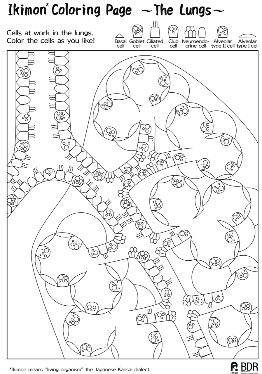 Calling for submissions for the first ikimon coloring contest news