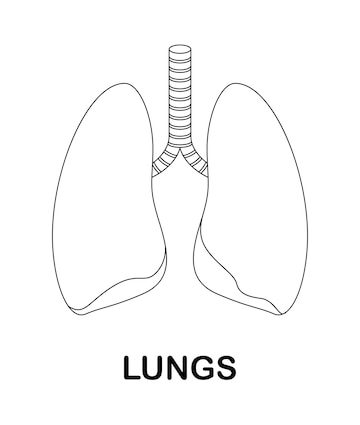 Premium vector coloring page with lungs for kids