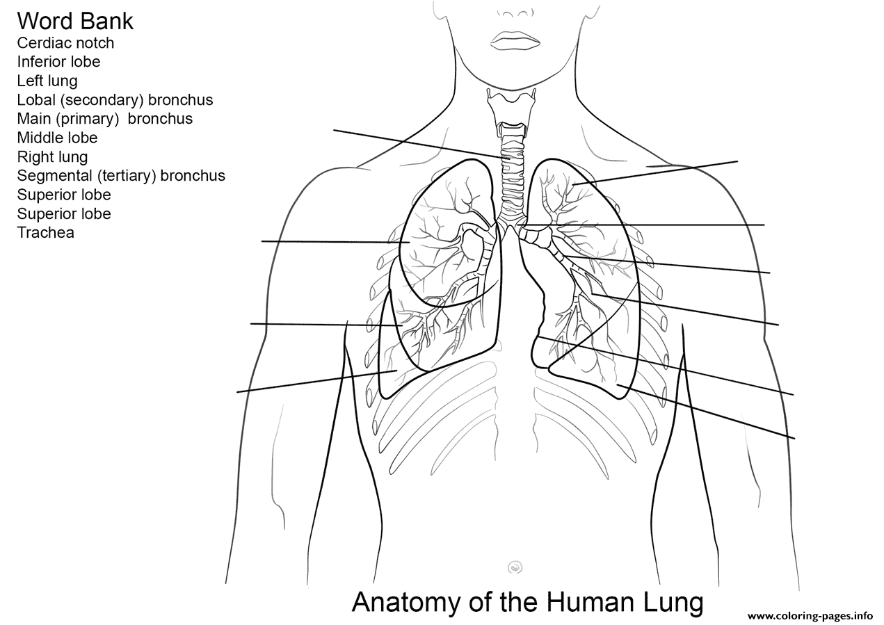 Human lungs worksheet coloring page printable