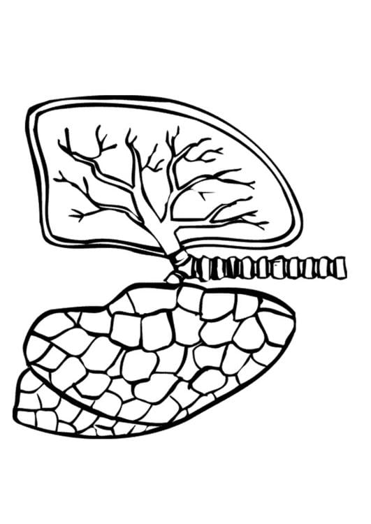 Coloring page lungs