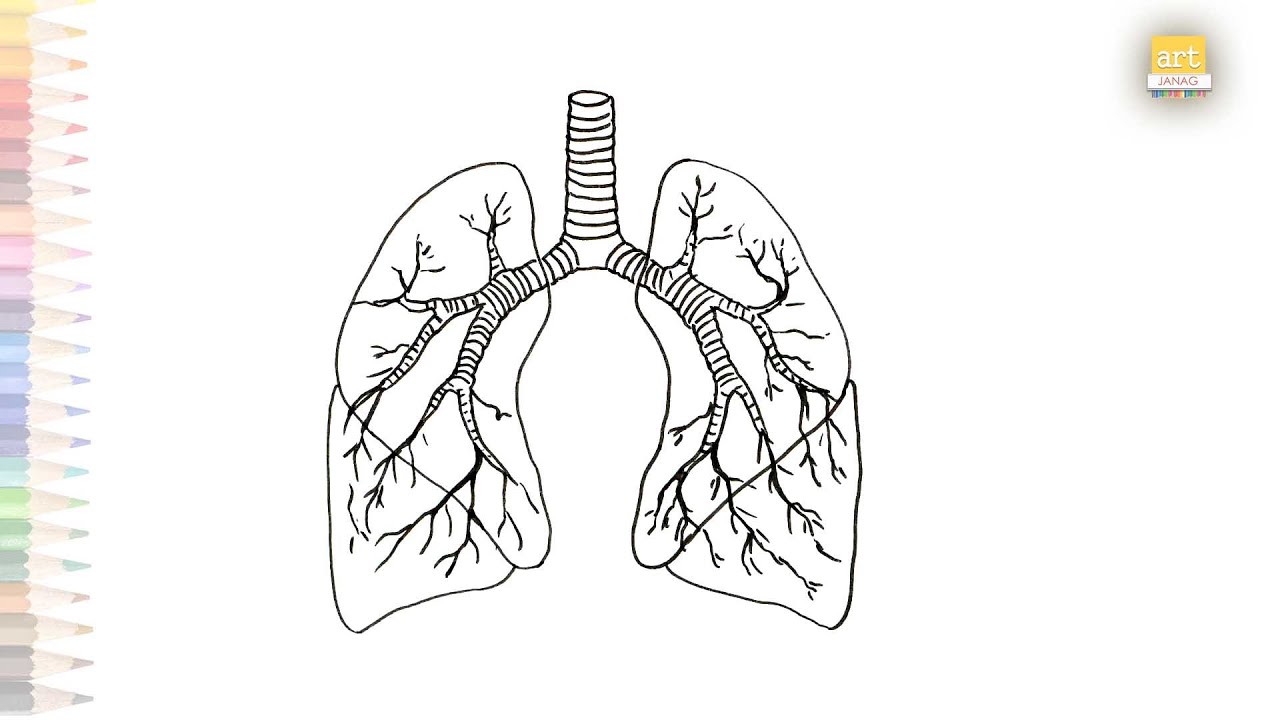 Human lungs in detail diagram how to draw human lungs very simply step by step drawing videos