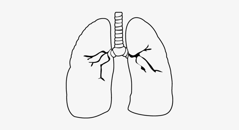 Lung coloring pages