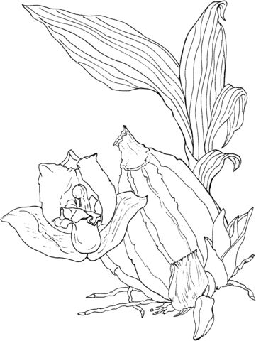 Orquãdea lycaste aromãtica dibujo para colorear categorãas orquãdea pãginas para imprimir y colorear gratisâ dibujos para colorear dibujos cãmo dibujar cosas