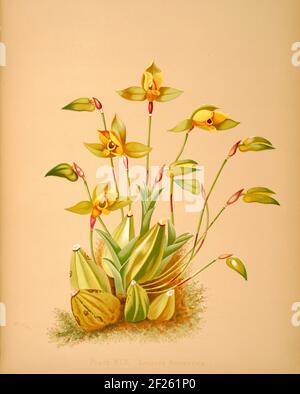 Lycaste aromatica orchid hi
