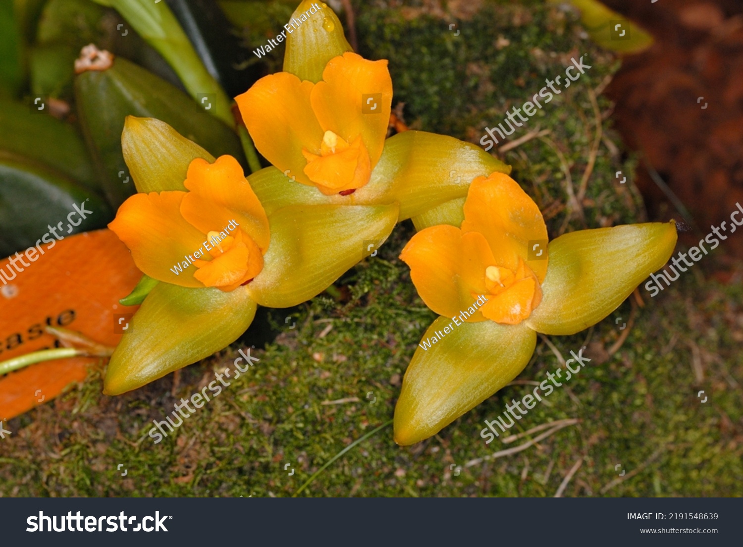 Lycaste images stock photos d objects vectors