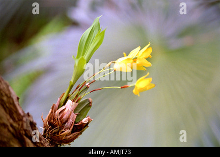 Lycaste aromatica orchid hi