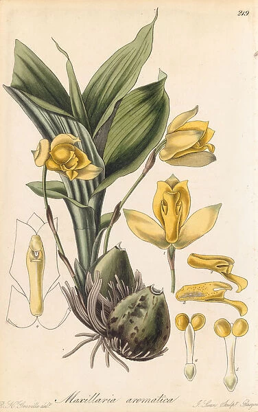 Lycaste aromatica available as framed prints photos wall art and photo gifts