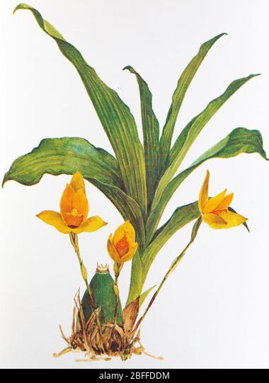 Lycaste aromatica orchid hi