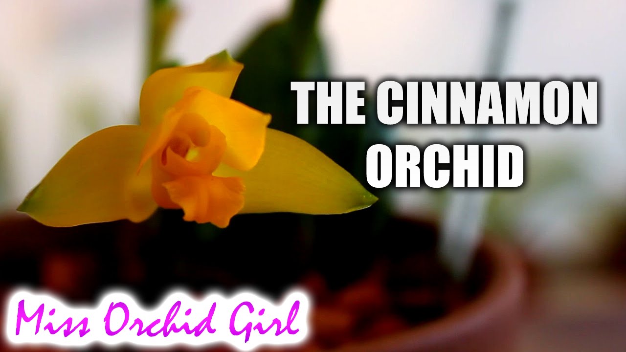 Orchid identification