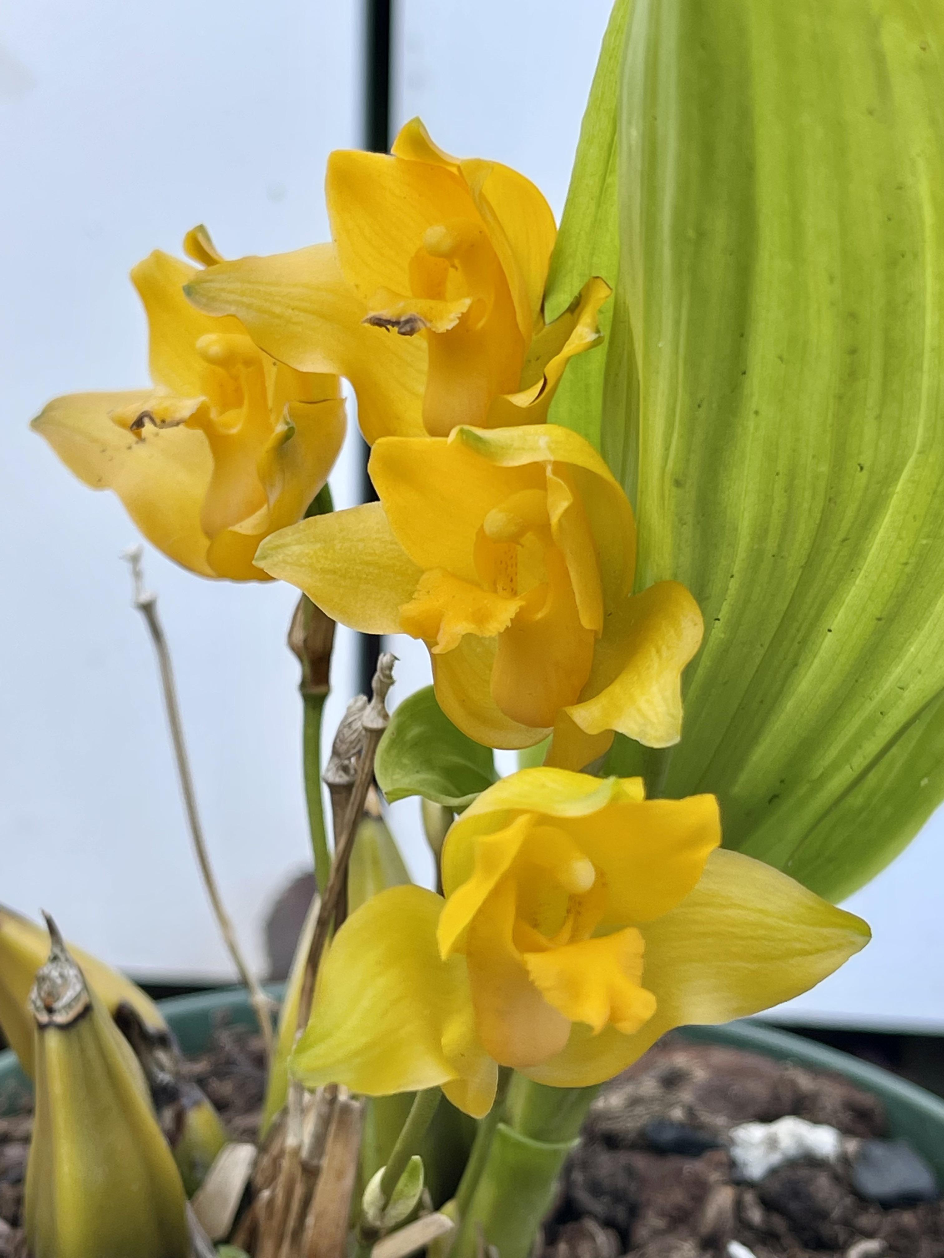 Lycaste cochleata rorchids
