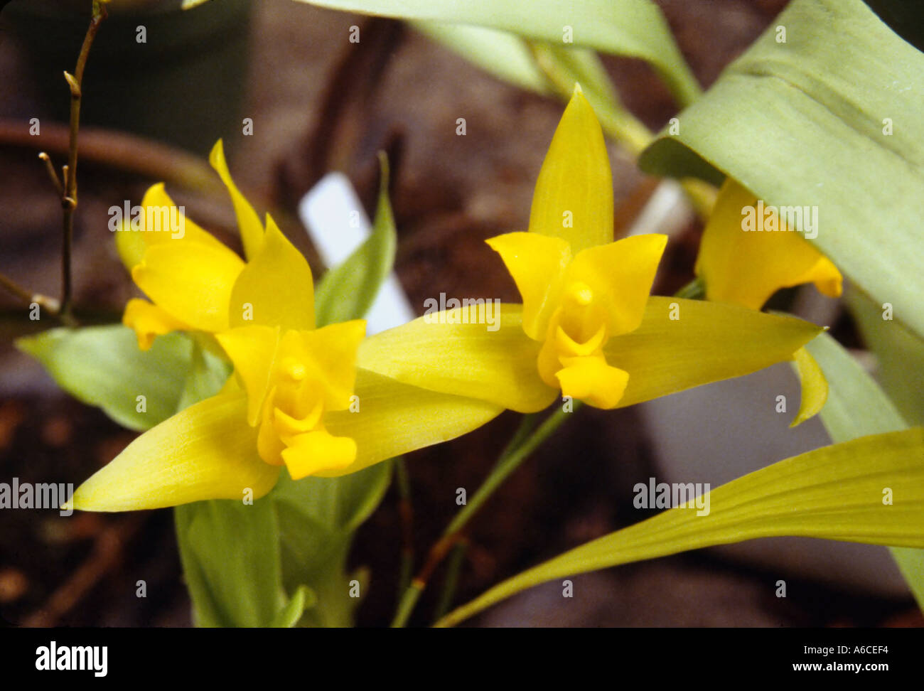 Lycaste aromatica orchid hi