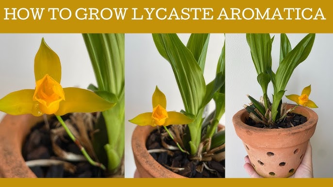 Orchid identification