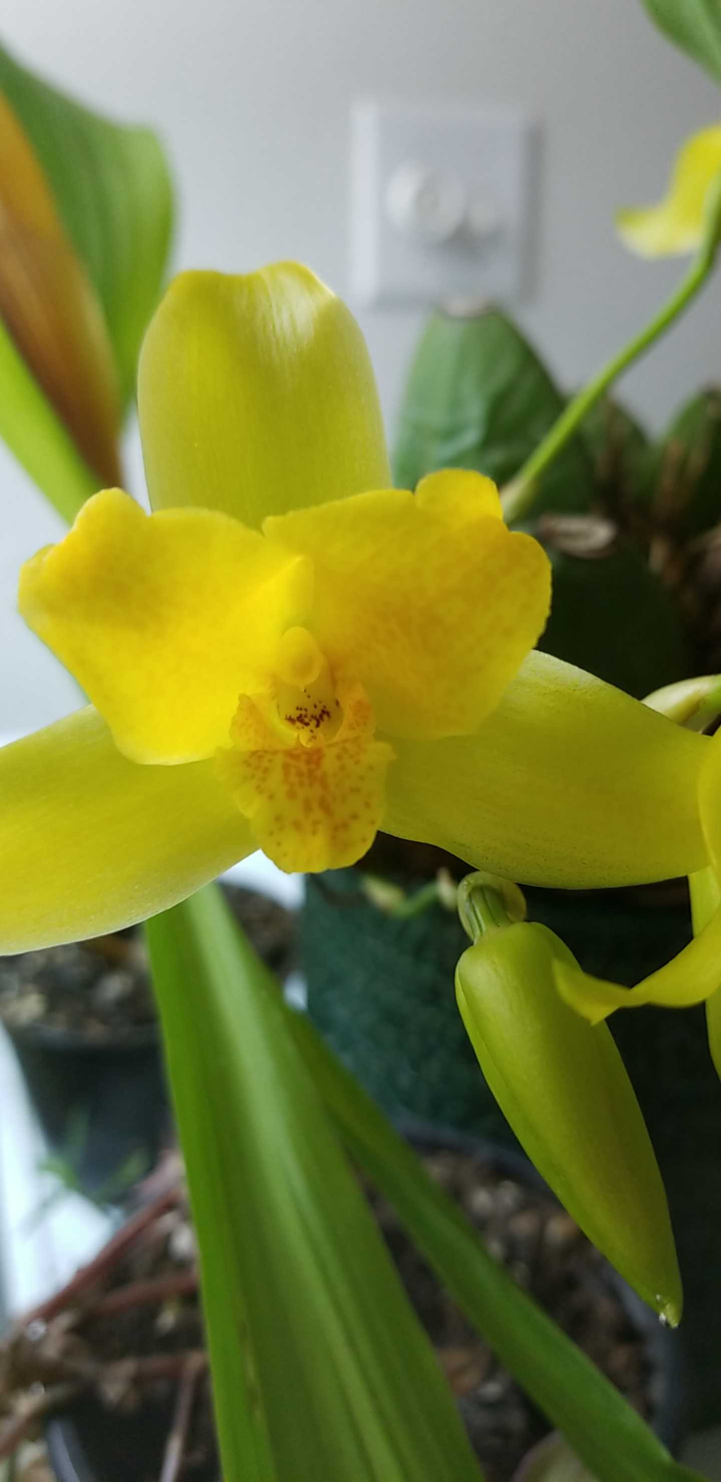 Finally after hunting for nearly years i have the opportunity to smell a lycaste aromaticaand it smells like citrus cleaner close to my haraella retrocalla â was hoping for that spicy