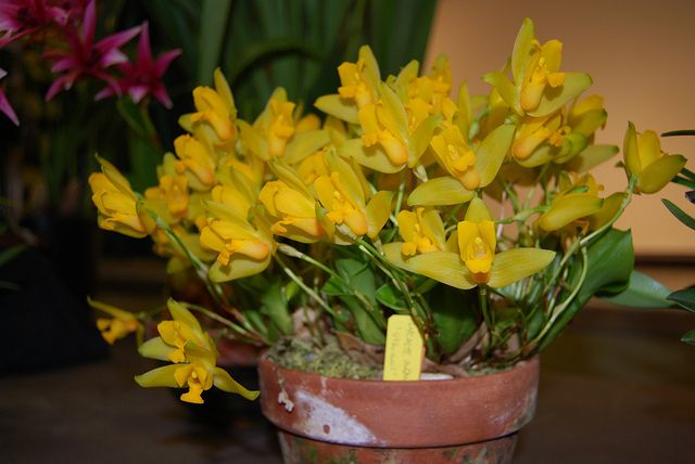 Lycaste aromatica orchids flowers nature orchidaceae
