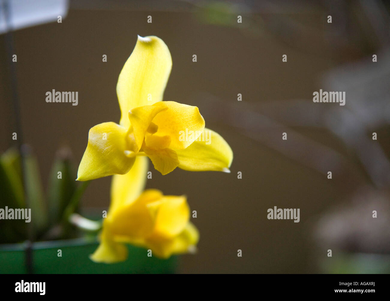 Lycaste aromatica orchid hi