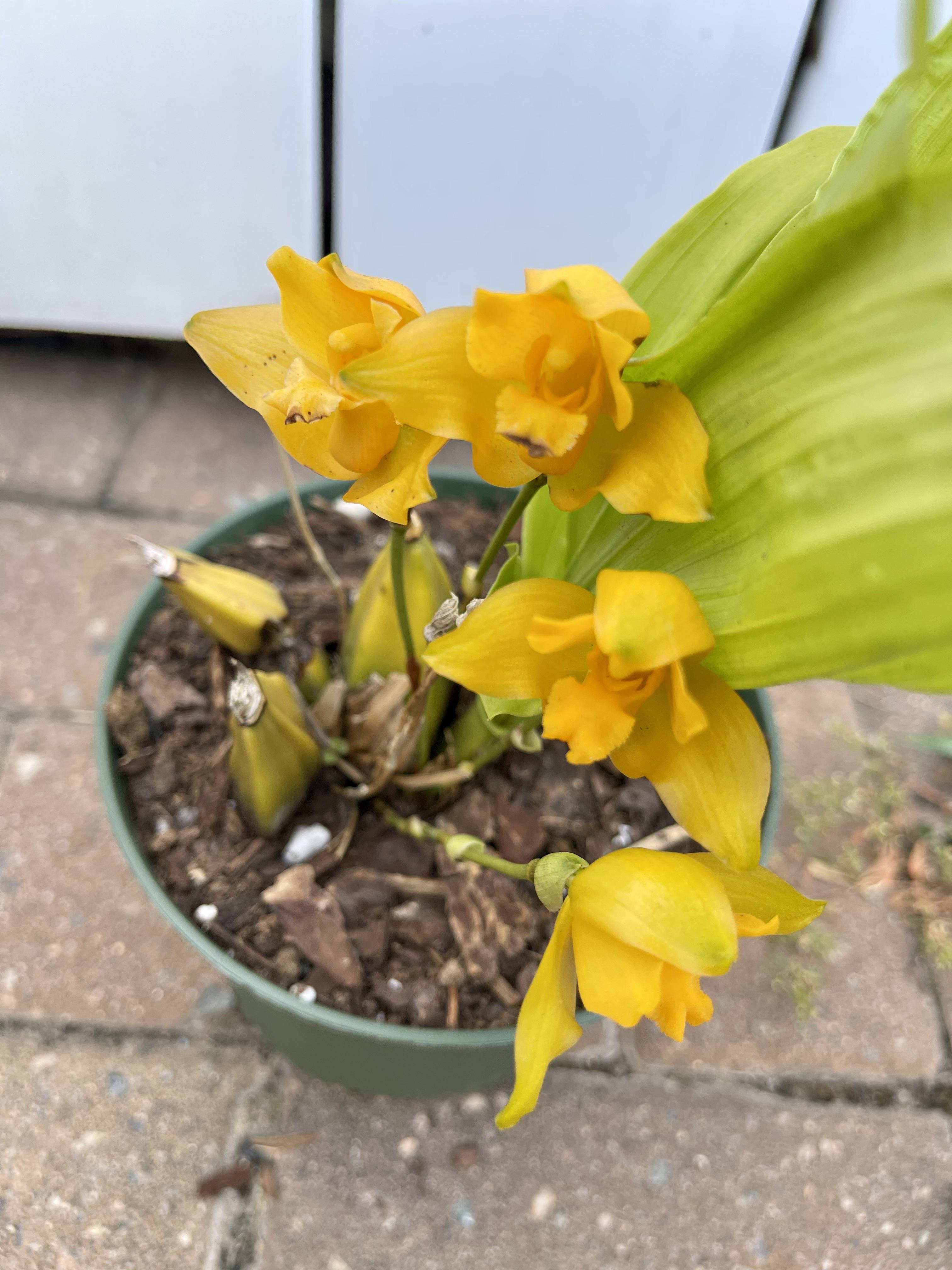 Lycaste cochleata rorchids