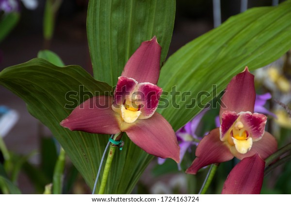 Lycaste orchid images stock photos d objects vectors