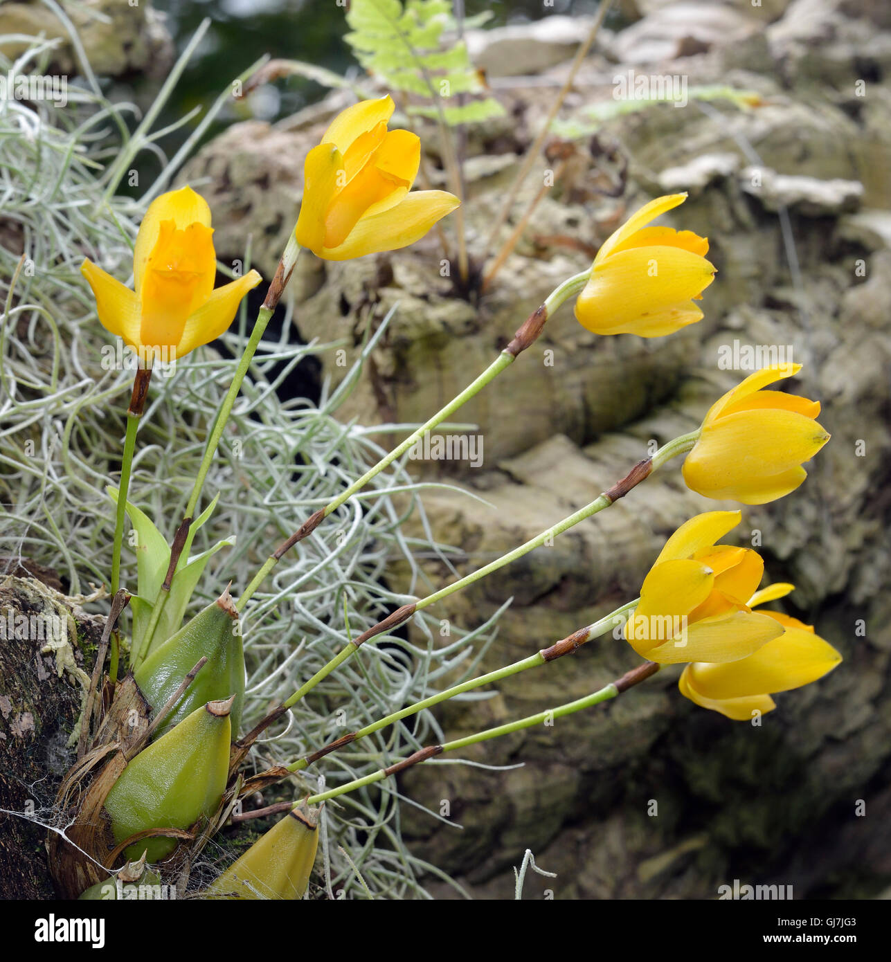 Lycaste aromatica orchid hi