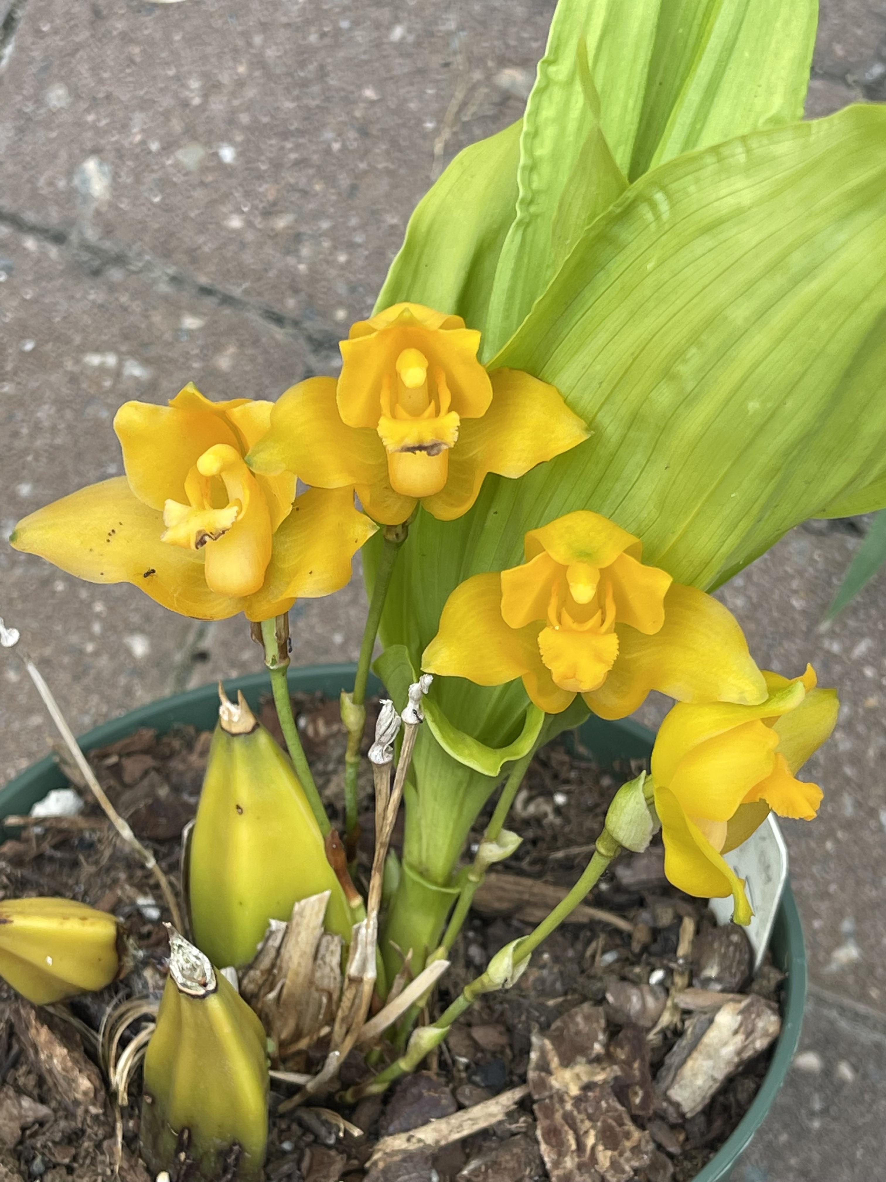 Lycaste cochleata rorchids