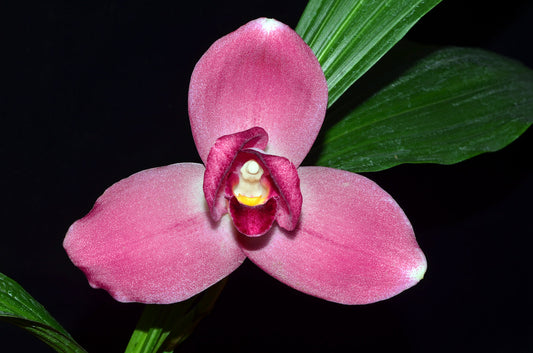Lycaste â the orchid patio