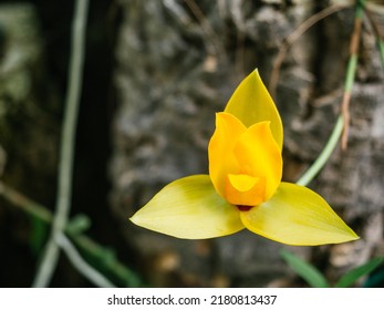 Lycaste orchid images stock photos d objects vectors