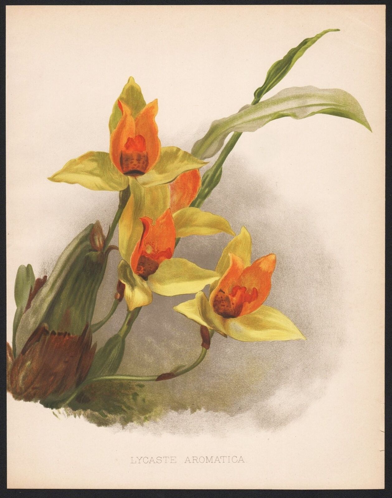 Lycaste aromatica mexi orchid flower botanical litho robinson