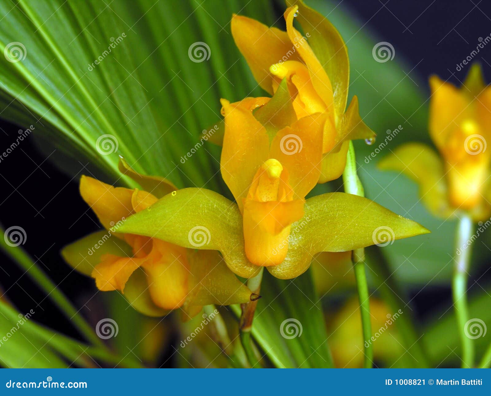 Flower aromatica stock photos
