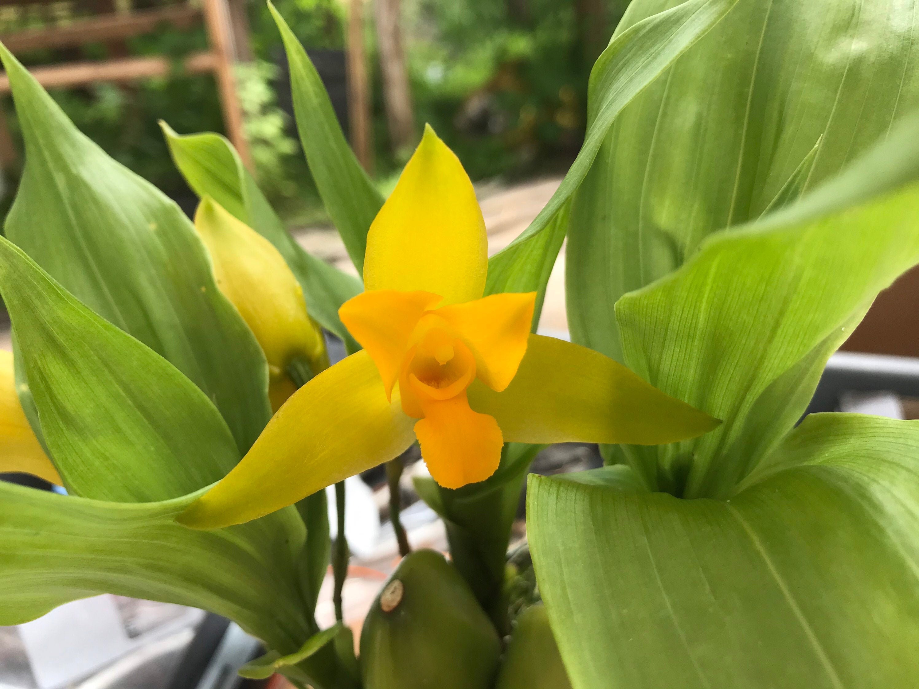 Lycaste aromatica fragrant species orchid