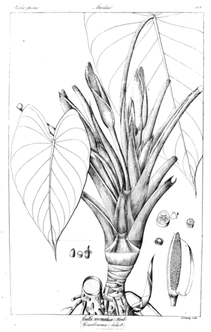 Calla aromatica and homalomena aromatica coloring page free printable coloring pages