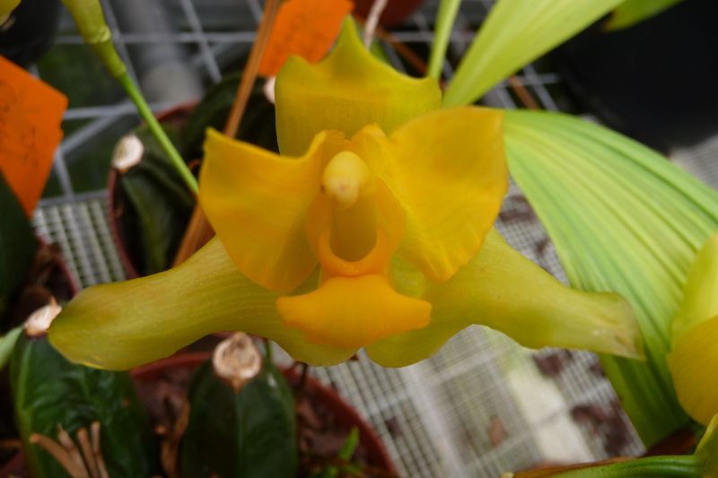 Lycaste consobrina big