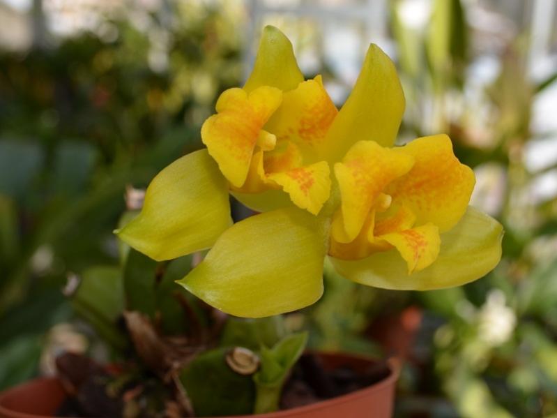 Lycaste mattogrossensis syn macrobulbon
