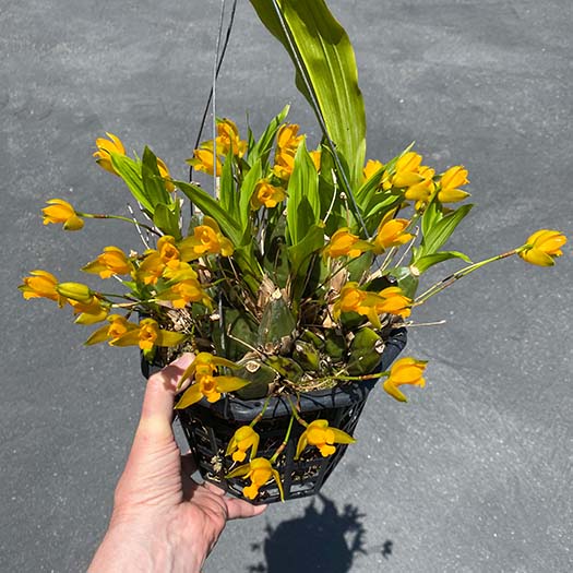 Southern california orchid species society